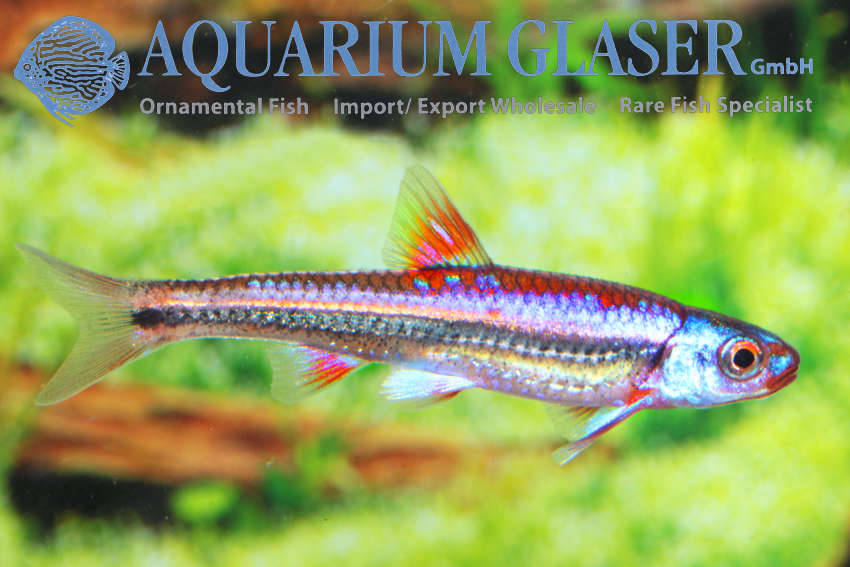 Newly arrived Notropis chrosomus Aquarium Glaser GmbH